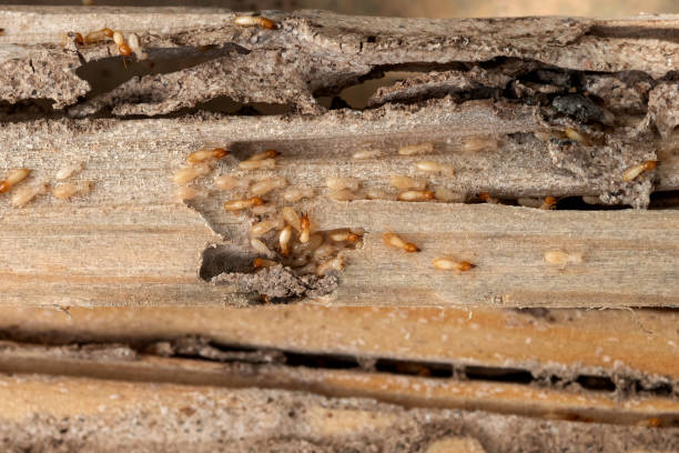 Best Ant Control Services  in Otis Orchards East Farms, WA